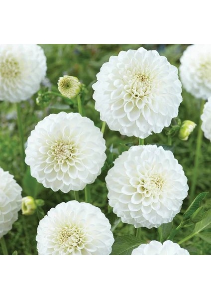 3 Adet Lace Yıldız Dahlıa Çiçek Soğanı Beyaz Renk.yumru Boyu 8 Cm...