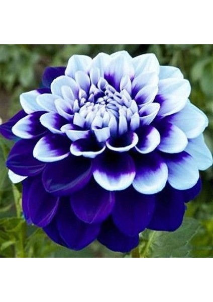 3 Adet Lacivet Beyaz Yıldız Dahlıa Çiçek Soğanı.yumru Boyu 8 Cm...