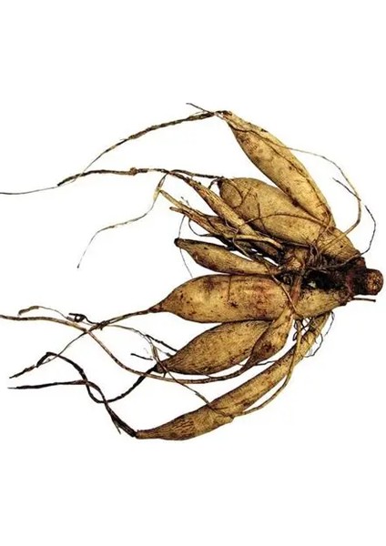 3 Adet Mavi Yıldız Dahlıa Çiçek Soğanı Mavi Renk.yumru Boyu 8 Cm... fiyatları