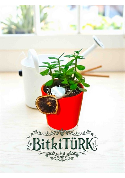 Afra Para Ağacı Bonsai Dekoratif Saksıda Portakal Dilimi Dekorlu Hediyelik