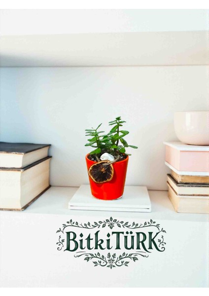 Afra Para Ağacı Bonsai Dekoratif Saksıda Portakal Dilimi Dekorlu Hediyelik fiyatları