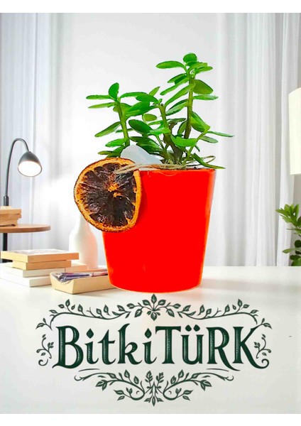 Afra Para Ağacı Bonsai Dekoratif Saksıda Portakal Dilimi Dekorlu Hediyelik modelleri