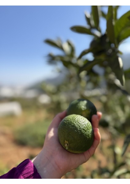 Mandalina (Erkenci)(1kg)