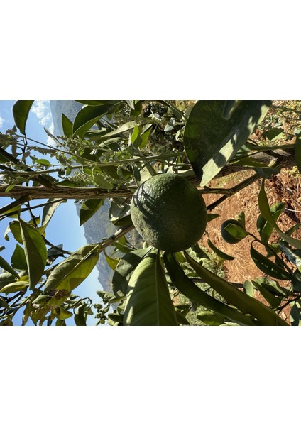 Mandalina (Erkenci)(1kg) modelleri