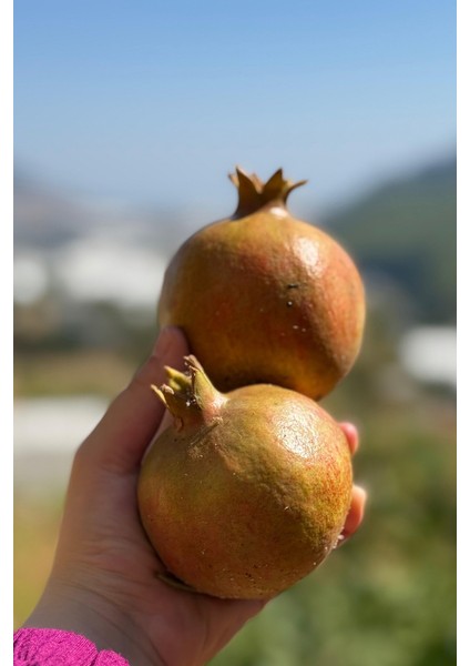 Nar (1 Kg) fiyatları