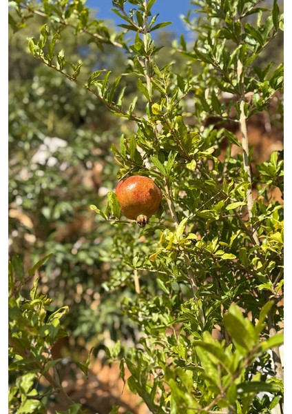 Nar (1 Kg) modelleri