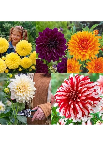 5 Adet Mixed Karışık Dahlia Yıldız Çiçeği Soğanı Yumrusu.yumru Boyu 8 Cm.5 Farklı Renk..