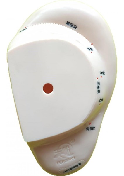 Kulak Maketi Akupunktur Noktası fiyatları