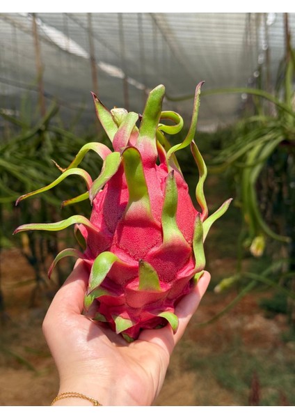 Ejder Meyvesi (Adet) (300GR Üstü)