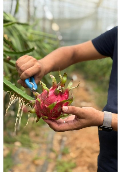 Ejder Meyvesi (Adet) (300GR Üstü) fiyatları