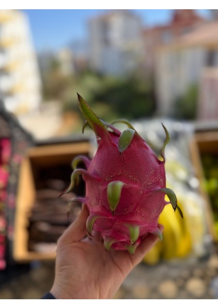 Ejder Meyvesi (Adet) (300GR Üstü) modelleri