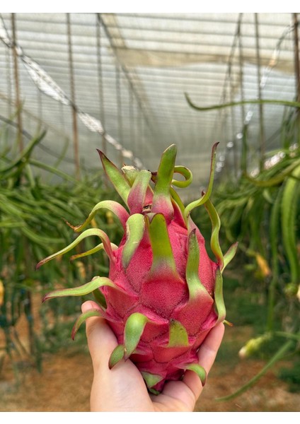 Ejder Meyvesi (Adet) (300GR Üstü) fırsatları