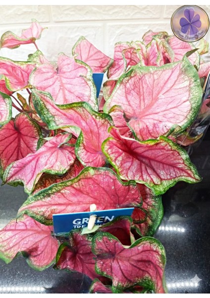 Dekoratif Pembe Damarlı Caladium (Kaladyum)- Saksı Çiçeği fiyatları