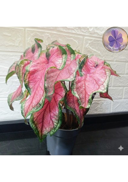 Dekoratif Pembe Damarlı Caladium (Kaladyum)- Saksı Çiçeği modelleri
