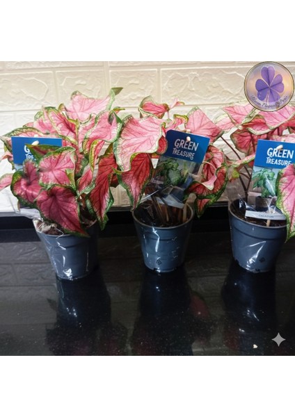 Dekoratif Pembe Damarlı Caladium (Kaladyum)- Saksı Çiçeği fırsatları