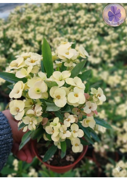 Tayland Cinsi / Iri Çiçekli Sarı Dikenler Tacı (Euphorbia Milli)