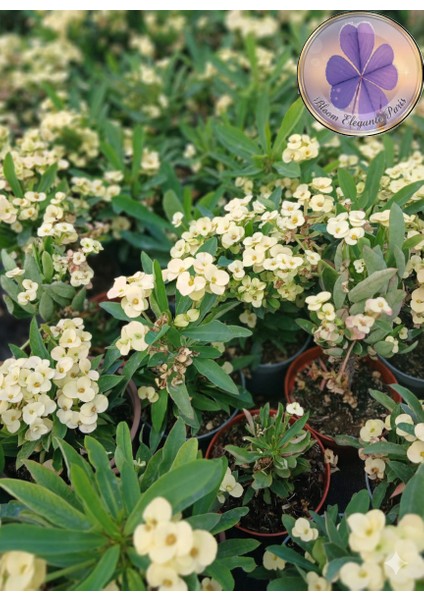 Tayland Cinsi / Iri Çiçekli Sarı Dikenler Tacı (Euphorbia Milli) modelleri
