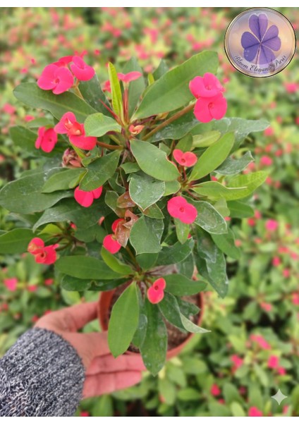 Tayland Cinsi / Iri Çiçekli Kırmızı Dikenler Tacı (Euphorbia Milli)