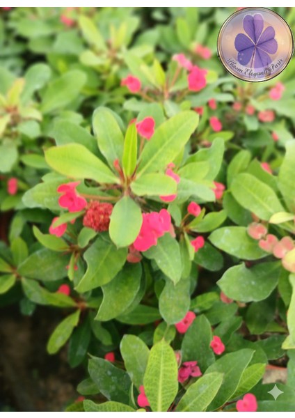 Tayland Cinsi / Iri Çiçekli Kırmızı Dikenler Tacı (Euphorbia Milli) fiyatları