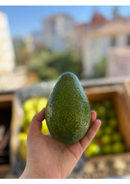 Avokado (Adet) (200 Gram ve Üzeri)