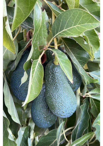 Avokado (Adet) (200 Gram ve Üzeri) fiyatları