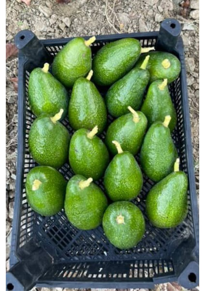 Avokado (Adet) (200 Gram ve Üzeri) modelleri