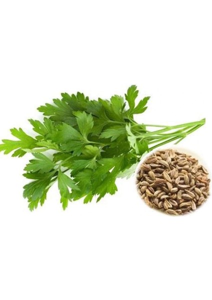 Maydanoz Tohumu 25 gr modelleri