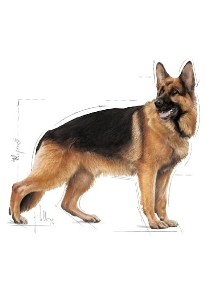 Maxi Adult Büyük Irklar Için Yetişkin Kuru Köpek Maması 15 Kg