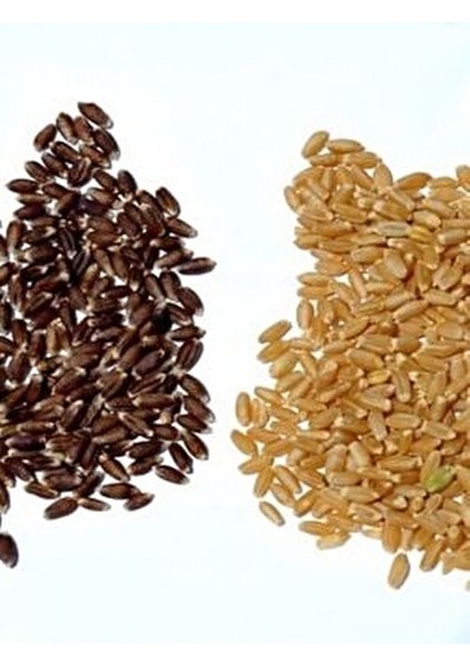 Mor Buğday Unu Tam Buğday Unu 1 kg Yüksek Protein ve Vitamin indirimleri