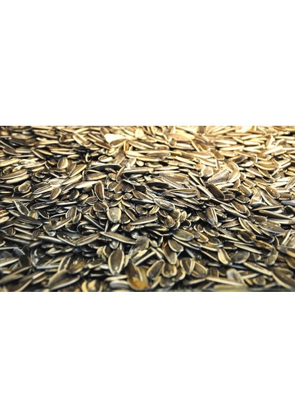 Siyah Ay Çekirdek Tuzlu 1 kg fiyatları