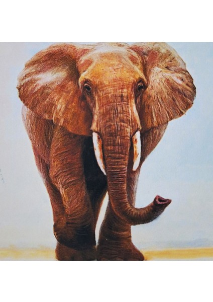 5d Elmas Taş Işleme Kiti 30X30 cm Çöldeki Fil Desen fiyatları