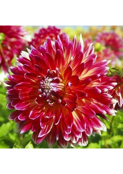 5 Adet Mixed Karışık Dahlia Yıldız Çiçeği Soğanı Yumrusu.yumru Boyu 8 Cm.5 Farklı Renk..