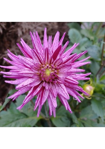 5 Adet Mixed Karışık Dahlia Yıldız Çiçeği Soğanı Yumrusu.yumru Boyu 8 Cm.5 Farklı Renk.. fiyatları