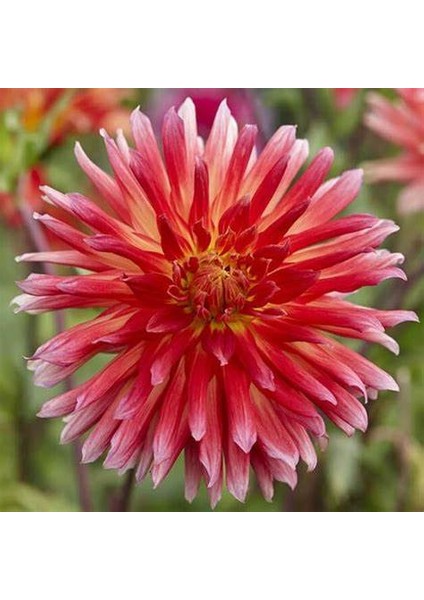 5 Adet Mixed Karışık Dahlia Yıldız Çiçeği Soğanı Yumrusu.yumru Boyu 8 Cm.5 Farklı Renk.. fırsatları