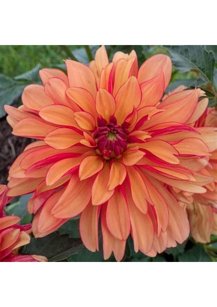 5 Adet Mixed Karışık Dahlia Yıldız Çiçeği Soğanı Yumrusu.yumru Boyu 8 Cm.5 Farklı Renk.. indirimleri