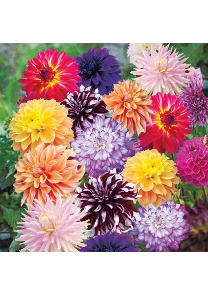 5 Adet Mixed Karışık Dahlia Yıldız Çiçeği Soğanı Yumrusu.yumru Boyu 8 Cm.5 Farklı Renk..