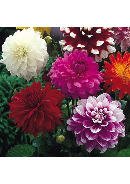 5 Adet Mixed Karışık Dahlia Yıldız Çiçeği Soğanı Yumrusu.yumru Boyu 8 Cm.5 Farklı Renk..