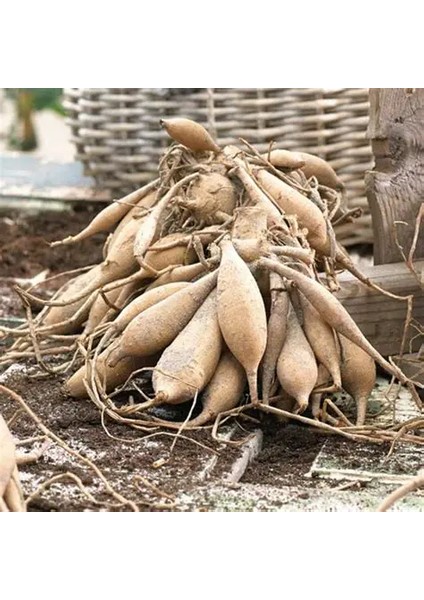 5 Adet Mixed Karışık Dahlia Yıldız Çiçeği Soğanı Yumrusu.yumru Boyu 8 Cm.5 Farklı Renk.. fiyatları