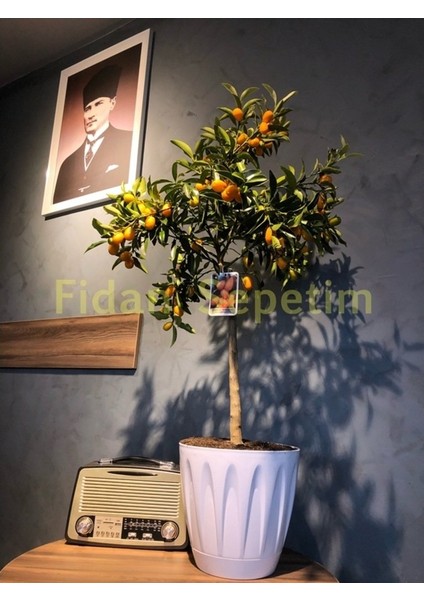 5 Yaş Dekoratif Saksılı Kumkuat(Kamkat) Fidanı *ÜZERİ MEYVELİ* fiyatları