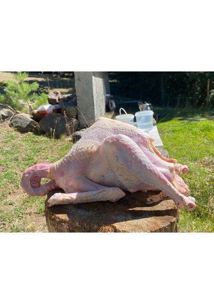 Hindi Bütün ( 2,5 -3 kg ) Organik Yaylım Hindisi fiyatları