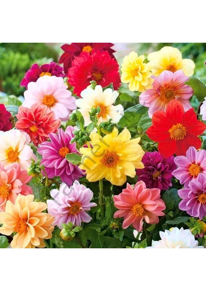 10 Adet Mixed Karışık Dahlia Yıldız Çiçeği Soğanı Yumrusu.yumru Boyu 8 Cm. 10 Farklı Renk..