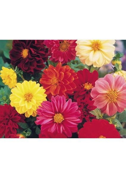 10 Adet Mixed Karışık Dahlia Yıldız Çiçeği Soğanı Yumrusu.yumru Boyu 8 Cm. 10 Farklı Renk.. modelleri