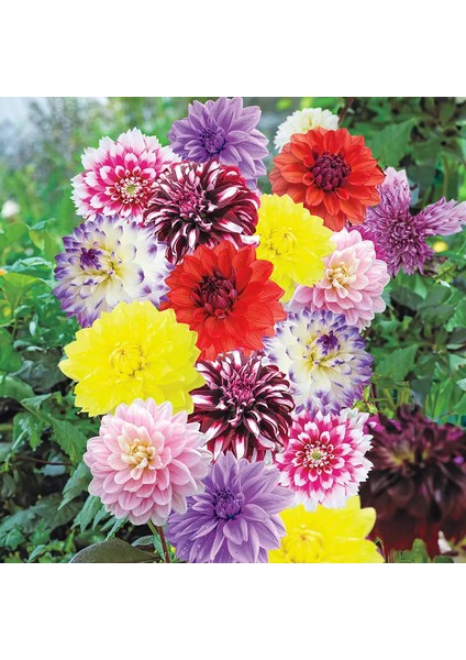 10 Adet Mixed Karışık Dahlia Yıldız Çiçeği Soğanı Yumrusu.yumru Boyu 8 Cm. 10 Farklı Renk.. fiyatları