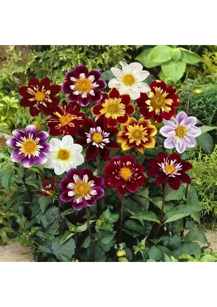 10 Adet Mixed Karışık Dahlia Yıldız Çiçeği Soğanı Yumrusu.yumru Boyu 8 Cm. 10 Farklı Renk..