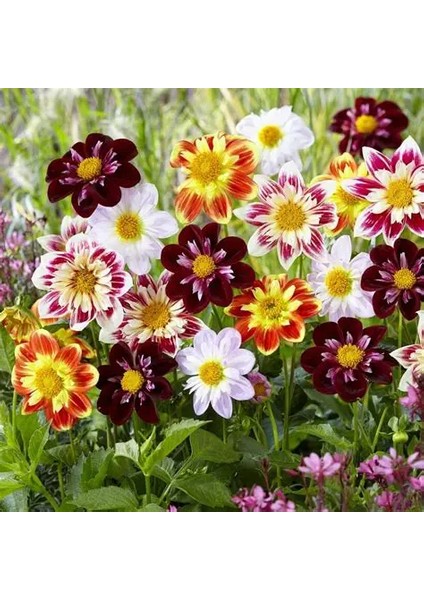 10 Adet Mixed Karışık Dahlia Yıldız Çiçeği Soğanı Yumrusu.yumru Boyu 8 Cm. 10 Farklı Renk.. fiyatları