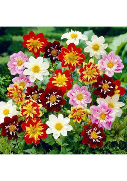 10 Adet Mixed Karışık Dahlia Yıldız Çiçeği Soğanı Yumrusu.yumru Boyu 8 Cm. 10 Farklı Renk.. fiyatları