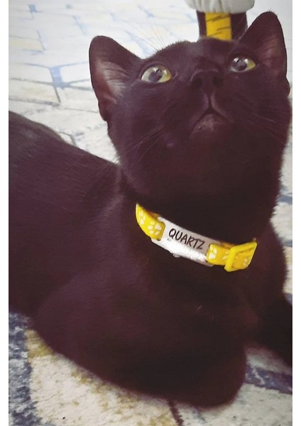 Sallanmayan Kedi Tasması Metal Isimlikli modelleri