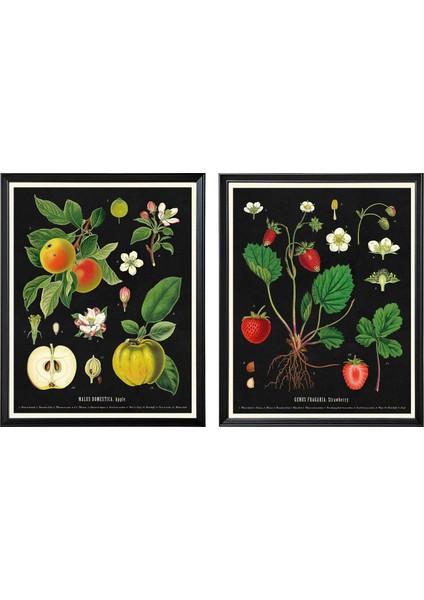 Knoppang Çerçeveli Resim Eski Botanik Meyve Tabloları 40 x 50 Cm