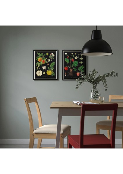 Knoppang Çerçeveli Resim Eski Botanik Meyve Tabloları 40 x 50 Cm fırsatları