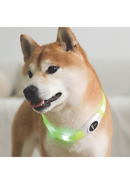 Flash Ledli Boyun Tasması Neon Yeşil S fiyatları